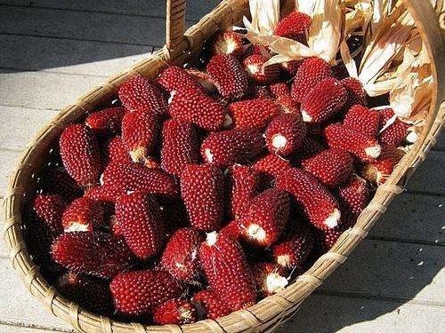 ***STRAWBERRY POPCORN SEEDS ***
