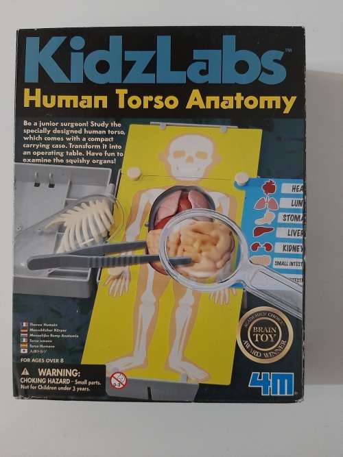 4M Kidz Labs Human Torso Anatomy