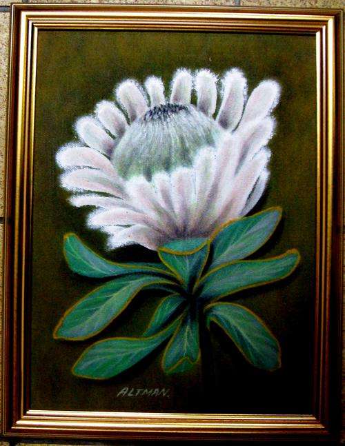 GERALD ALTMAN -  ORIGINAL OIL ON BOARD - PROTEA