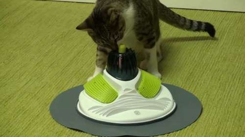 CAT IT DESIGH MASSAGE CENTER