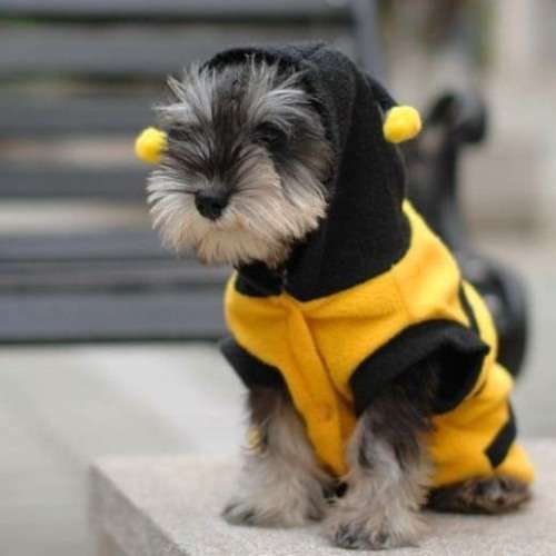 *** LITTLE BUZZING BEE OUTFIT FOR YOUR SPECIAL FURBABY  -  SIZE SMALL  ***