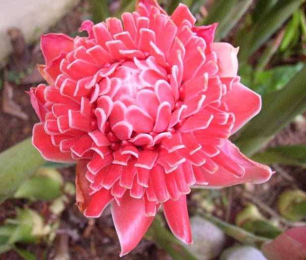 *** PINK TORCH GINGER - EXOTIC SEEDS ***