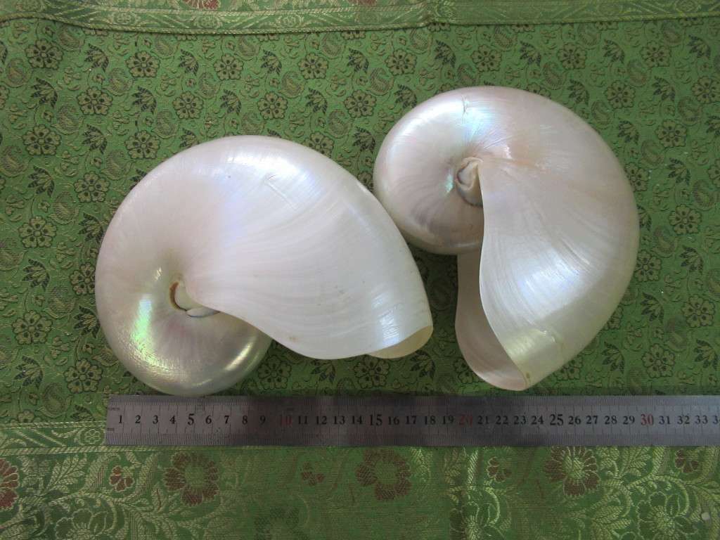 Rare find !! 2 Huge Nautilus shells 19 cm Stunning mother of pearl on exterior  1 Bid for both