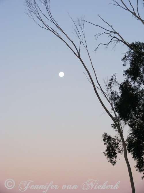 Eucalyptus Moon  [d]