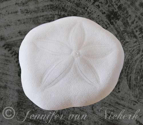 Seaborne Swirl Sand Dollar  [d]