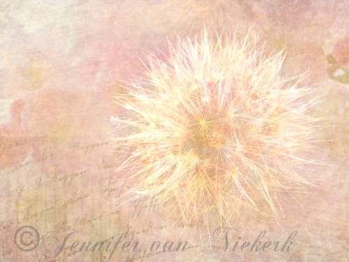 Poetic Dandelion  [d]