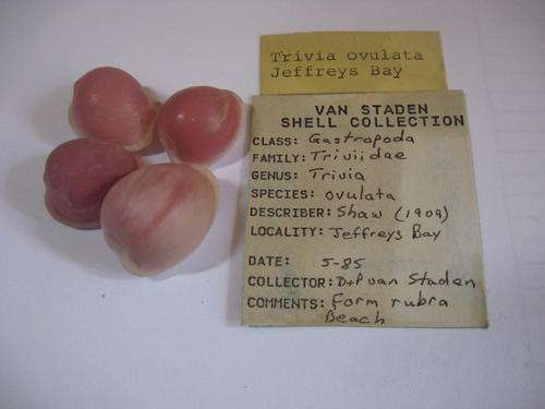 Gastropoda Triviidae Trivia Ovulata