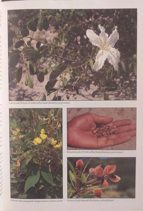 People`s Plants A Guide to the Useful Plants of Southern Africa by Ben Erik van Wyk & Nigel Gericke
