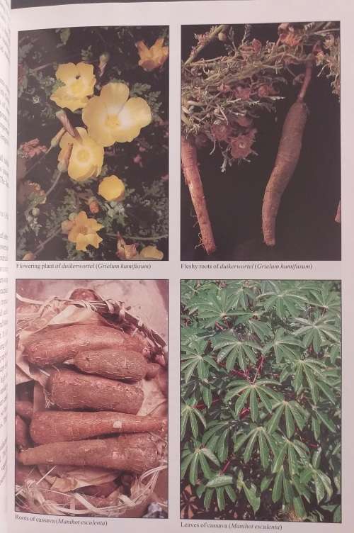 People`s Plants A Guide to the Useful Plants of Southern Africa by Ben Erik van Wyk & Nigel Gericke