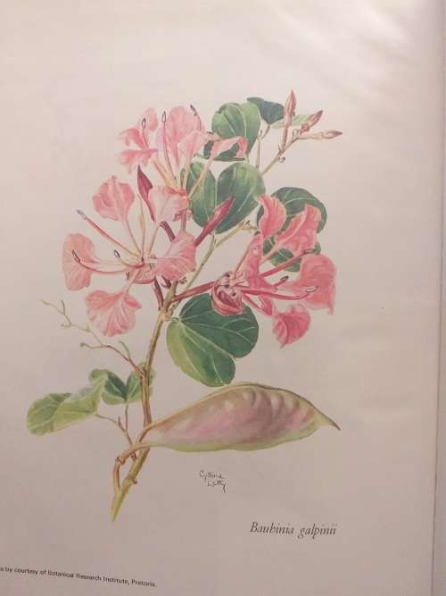 Characteristics and Uses of Trees and Shrubs obtainable from the Forest Department by RJ Poynton