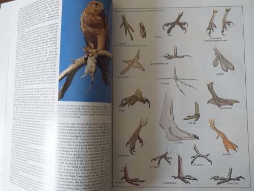 The Complete Book of Southern African Birds (PJ Ginn, WG McIlleron, P Le S Milstein)