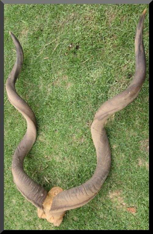 Large Horn