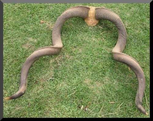 Large Horn