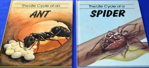 Children's Educational Books - Life Cycle - Ant and Spider