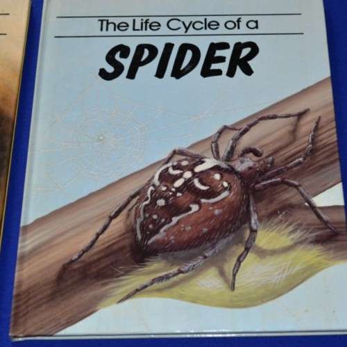 Children's Educational Books - Life Cycle - Ant and Spider