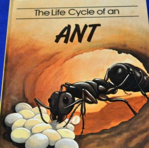 Children's Educational Books - Life Cycle - Ant and Spider
