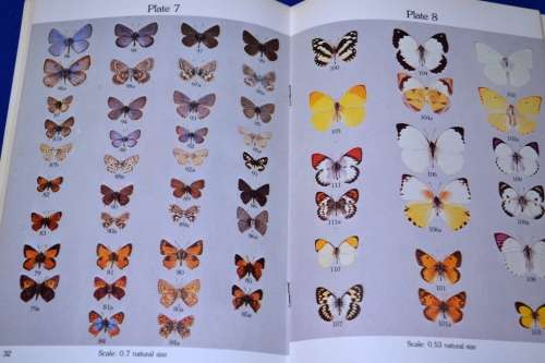 Familiar South African Butterflies - Clive Qickelberge