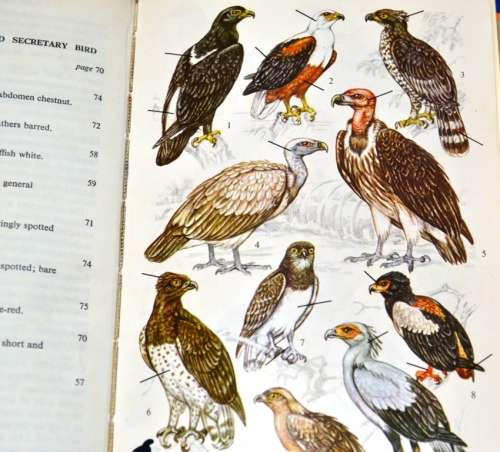 A Field Guide to the Birds of Southern Africa