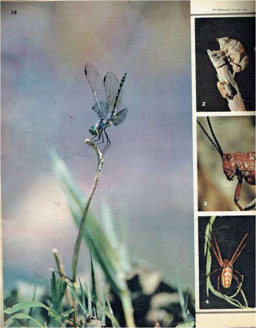 Huisgenoot Tydskrif - 17 Julie 1964 -  Sien produkbeskrywing vir inhoud