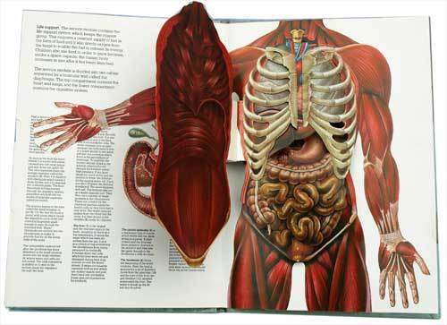 THE HUMAN BODY - A three-dimensional study. (POP-UP Book) -- Miller, J. & Pelham, D.