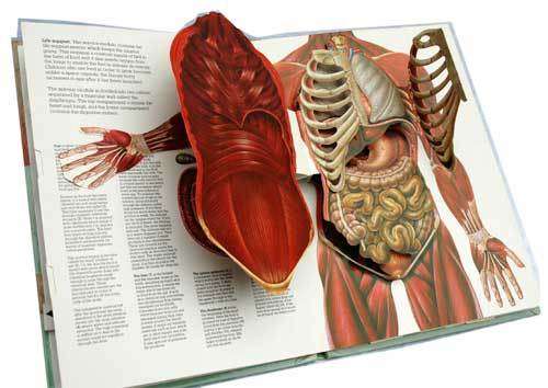 THE HUMAN BODY - A three-dimensional study. (POP-UP Book) -- Miller, J. & Pelham, D.