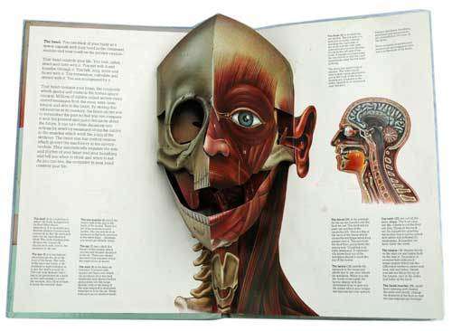 THE HUMAN BODY - A three-dimensional study. (POP-UP Book) -- Miller, J. & Pelham, D.