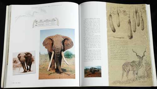 GREAT TUSKERS OF AFRICA --  Johan Marais and David Hadaway
