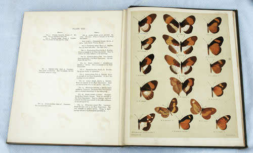 AFRICAN MIMETIC BUTTERFLIES -- H. Eltringham 1910