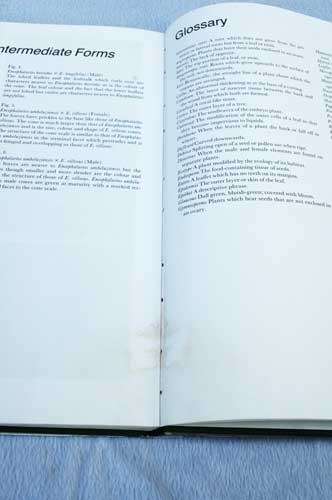 CYCADS Of South Africa -- Cynthia Giddy