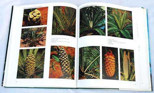 CYCADS Of South Africa -- Cynthia Giddy