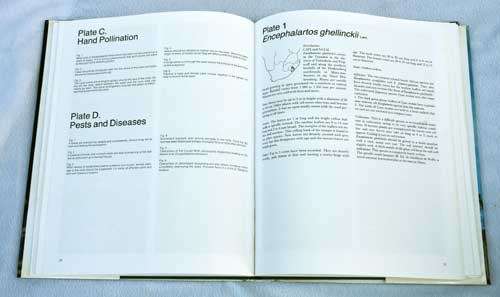 CYCADS Of South Africa -- Cynthia Giddy