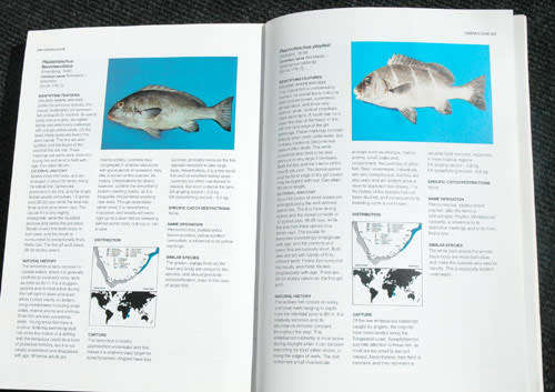 THE COMMON SEA FISHES OF SOUTHERN AFRICA -- Rudy van der Elst