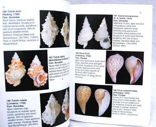 OFFSHORE SHELLS OF SOUTHERN AFRICA -- Douw Steyn & Markus Lussi