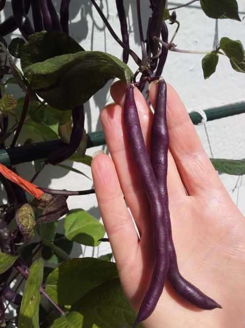 Purple Runner Beans - 30 seeds