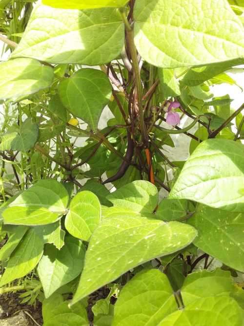 Purple Runner Beans - 30 seeds