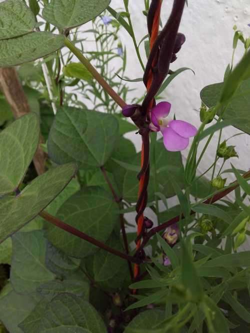 Purple Runner Beans - 30 seeds