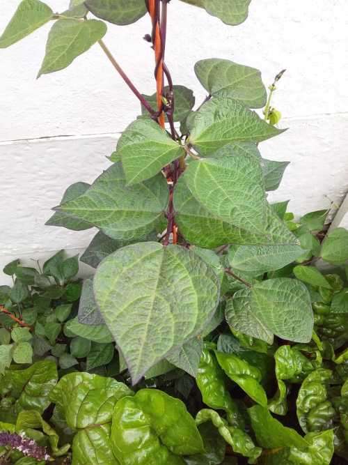 Purple Runner Beans - 30 seeds