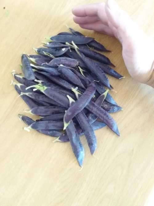 Peas Blue Pod - 30 seeds