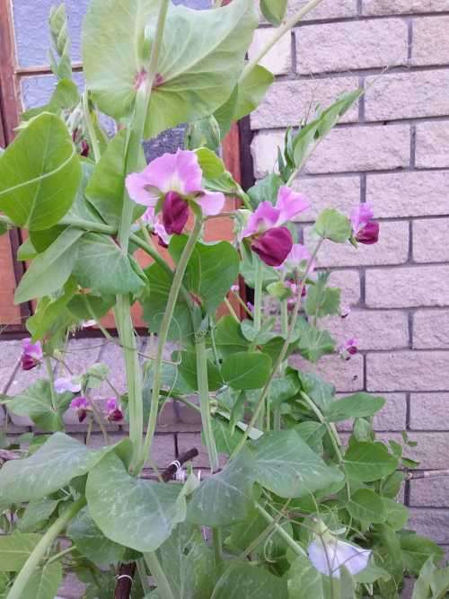 Peas Blue Pod - 30 seeds