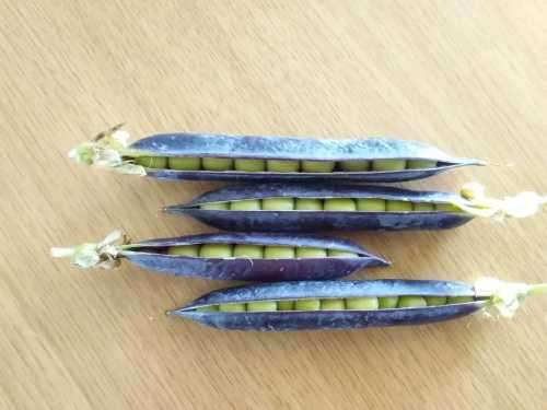 Peas Blue Pod - 30 seeds