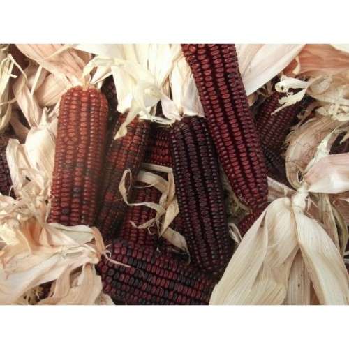 Sweetcorn Bloody Buther - 30 seeds