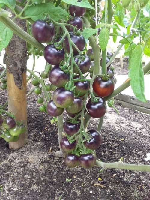 Cherry Tomato Indigo Cherry Drops - 30 seeds