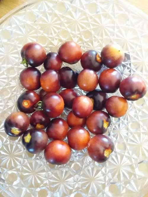 Cherry Tomato Indigo Cherry Drops - 30 seeds