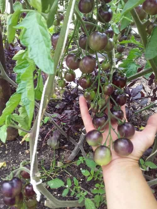 Cherry Tomato Indigo Cherry Drops - 30 seeds