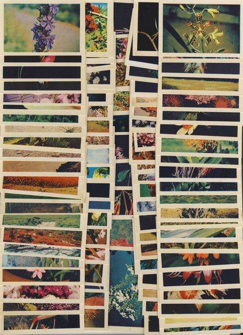 F4407 - Lot of 95 Coca Cola Cards - "Our Flower Paradise" Kirstenbosch