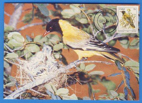 *F1649 - CISKEI 1984:-  Maxi Card No. 10 - Addition to Definitive
