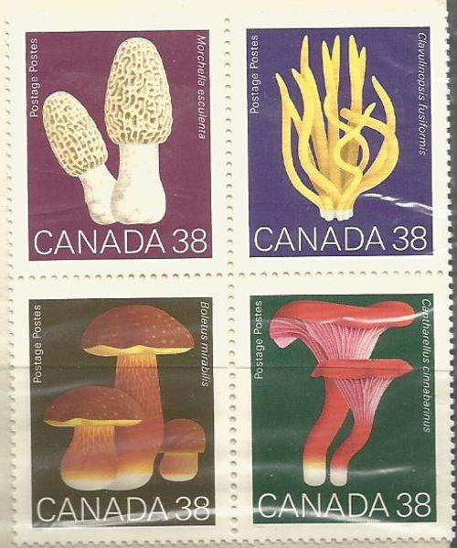 CANADA- **mint - Mushrooms