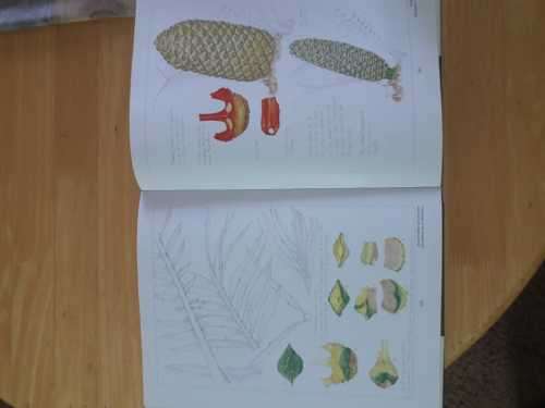 Cycads of Africa by Douglas  Goode