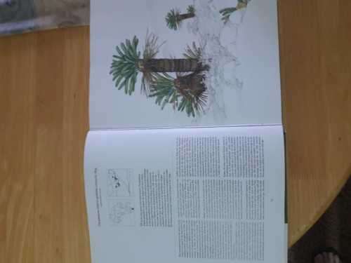 Cycads of Africa by Douglas  Goode