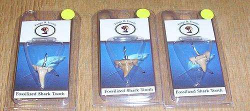 Fossilised Shark Teeth